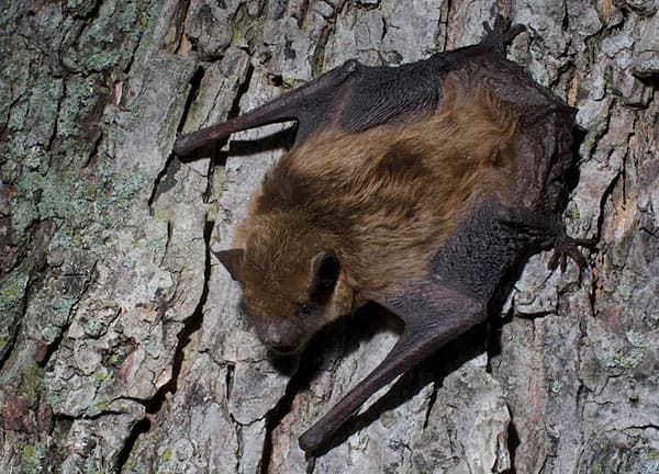 Bat Removal