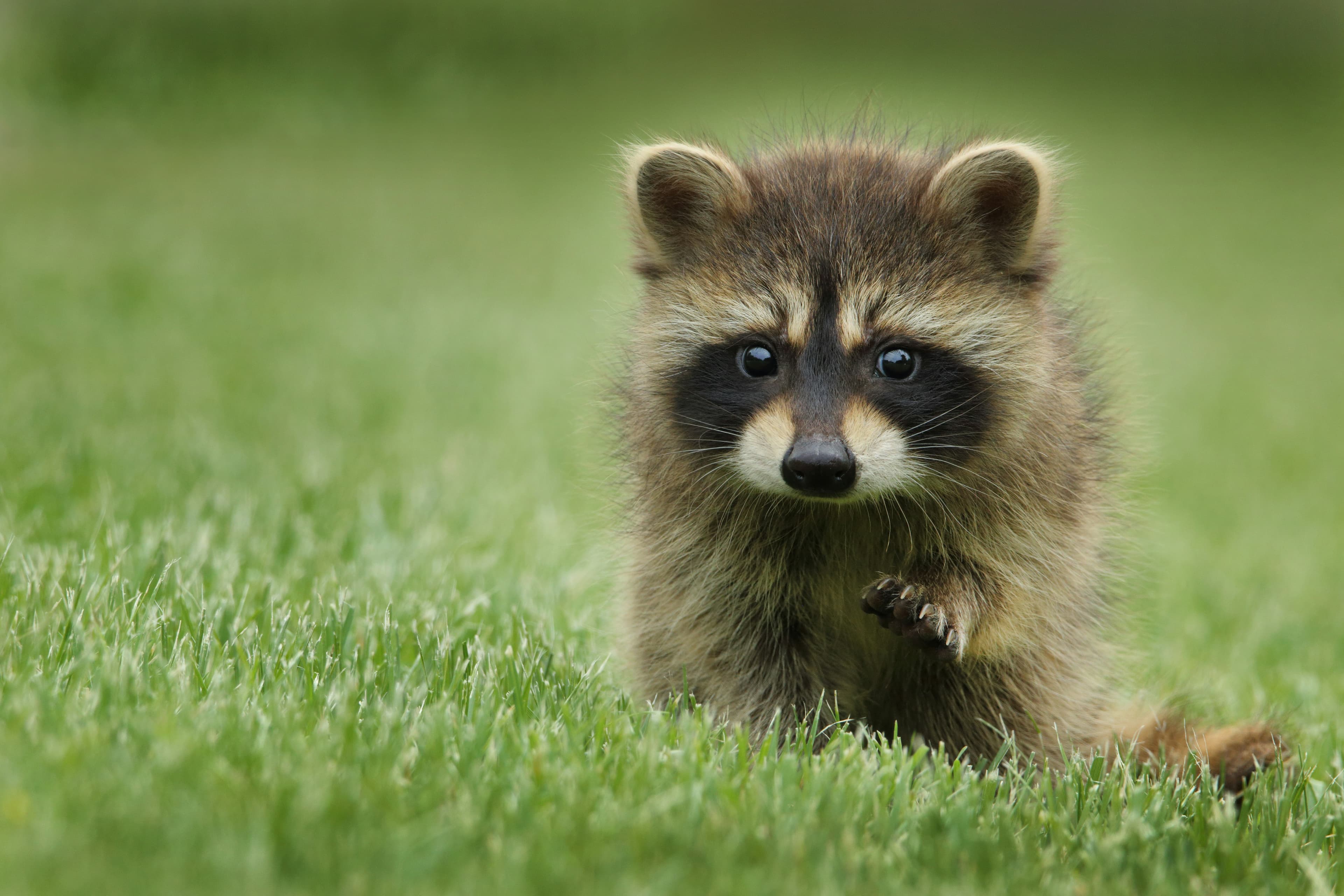 Raccoon Removal