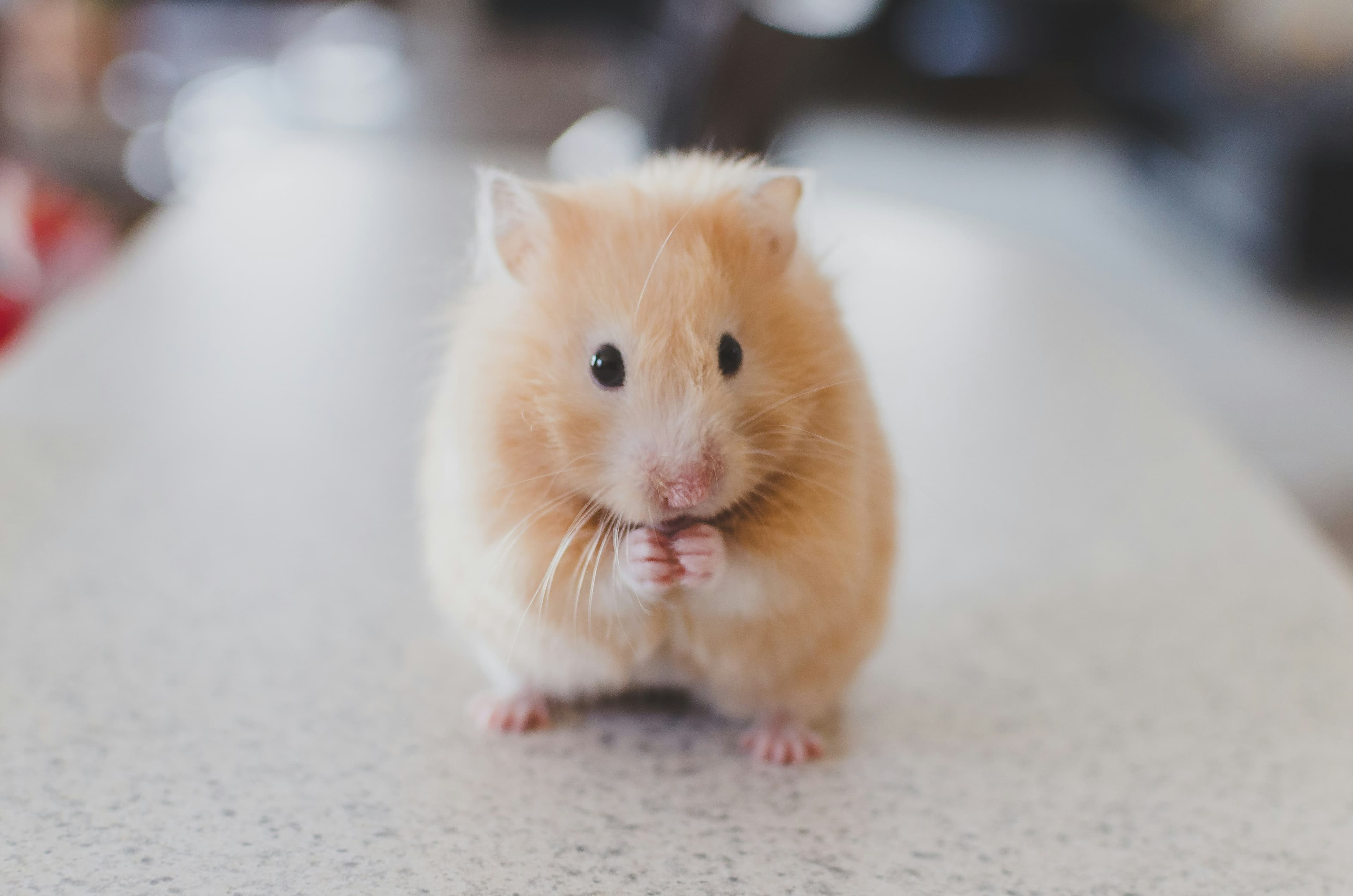 Mouse & Rat Control