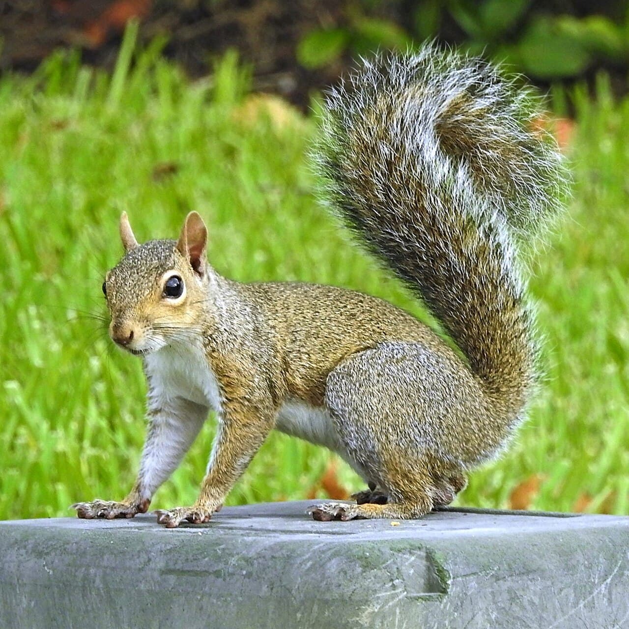 Squirrel Removal