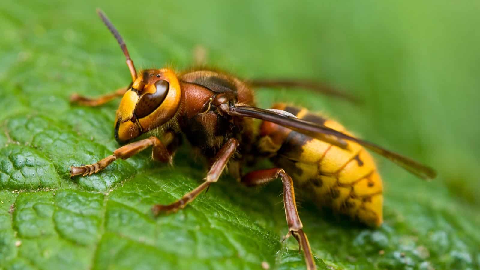 Wasp, Bee & Hornet Removal